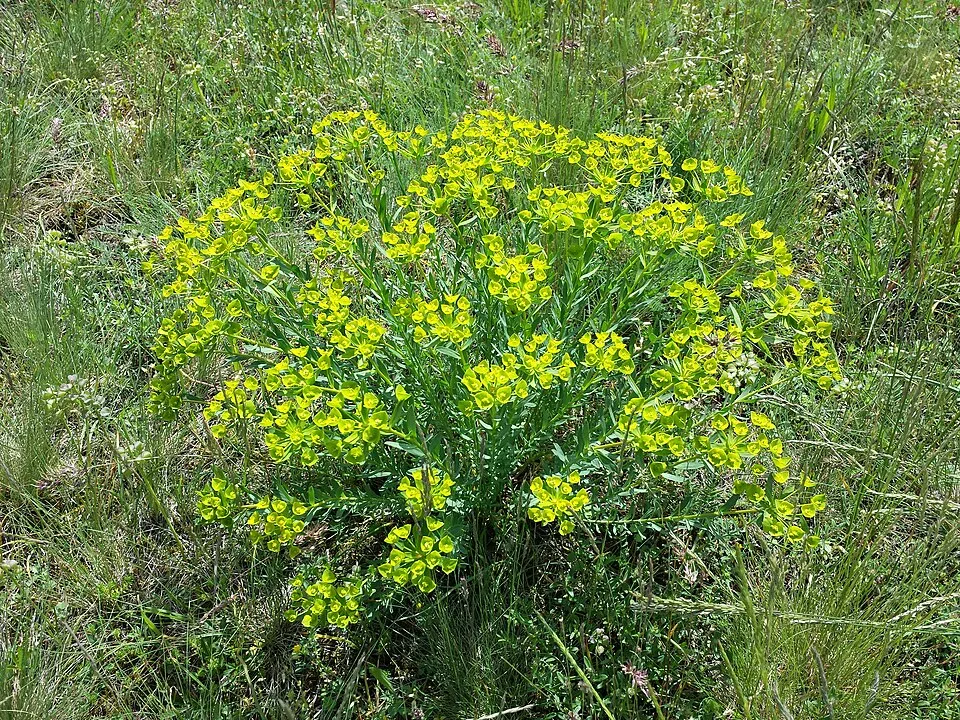 Pusztai kutyatej / Euphorbia seguieriana 'Sternenwolke'