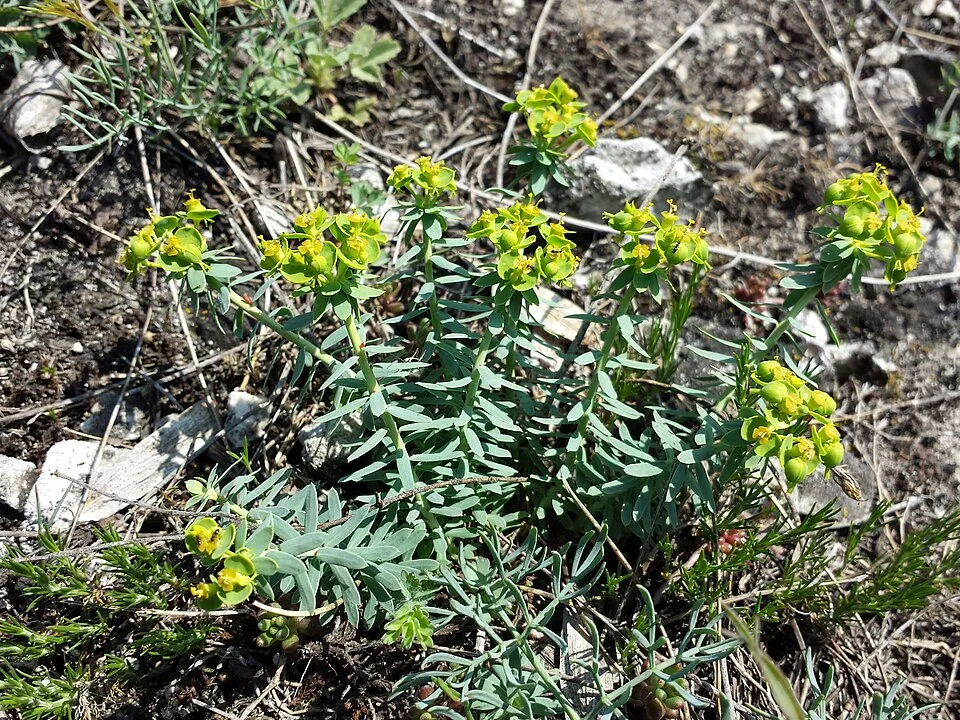 Pusztai kutyatej / Euphorbia seguieriana 'Sternenwolke'