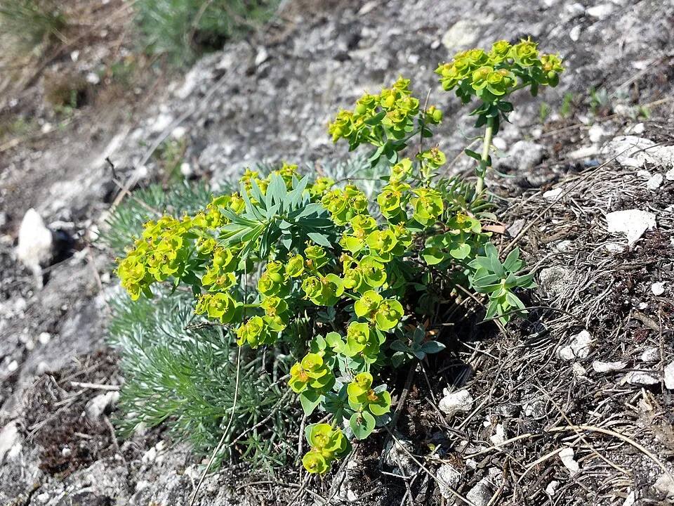 Pusztai kutyatej / Euphorbia seguieriana 'Sternenwolke'