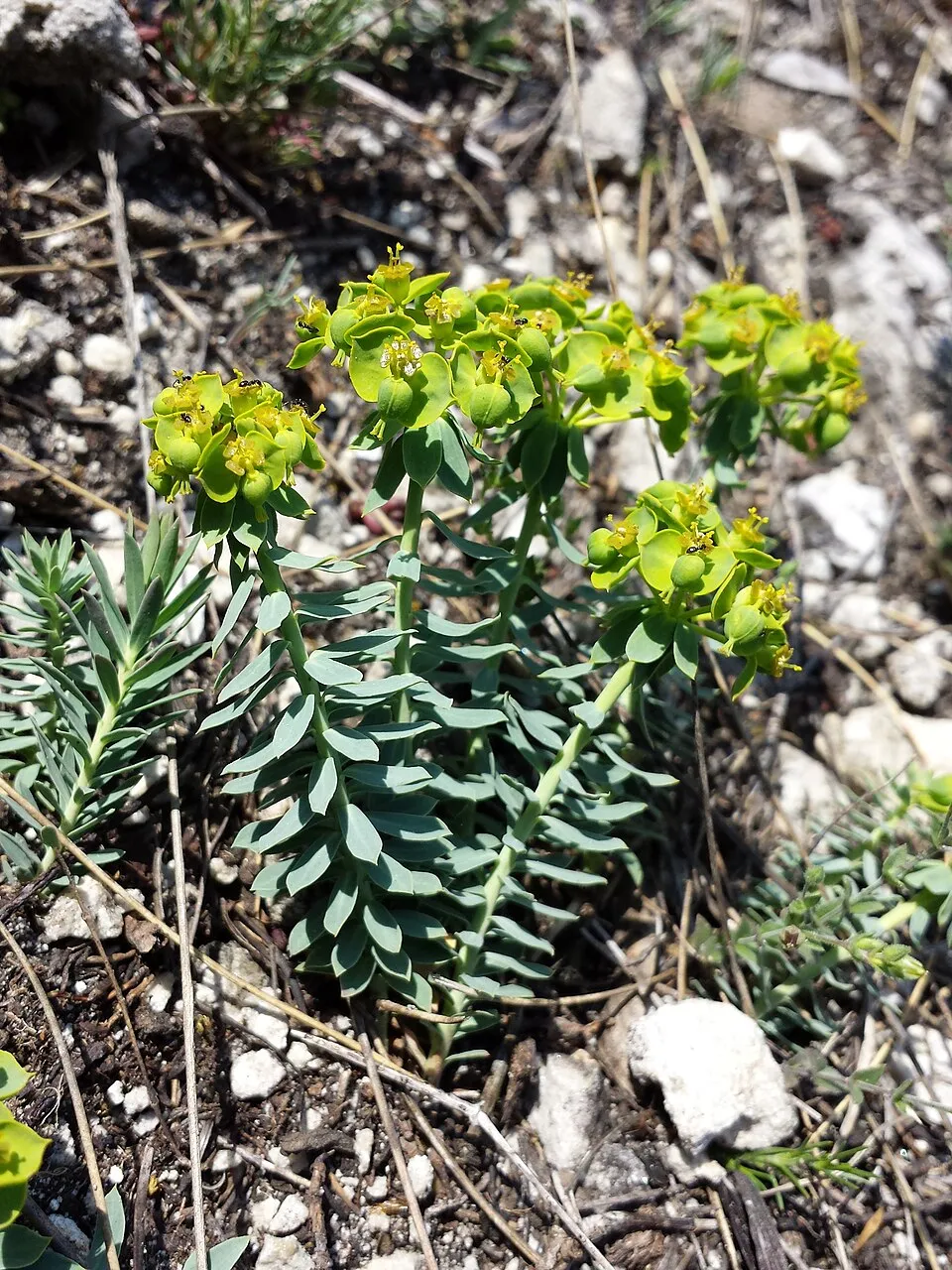 Pusztai kutyatej / Euphorbia seguieriana 'Sternenwolke'