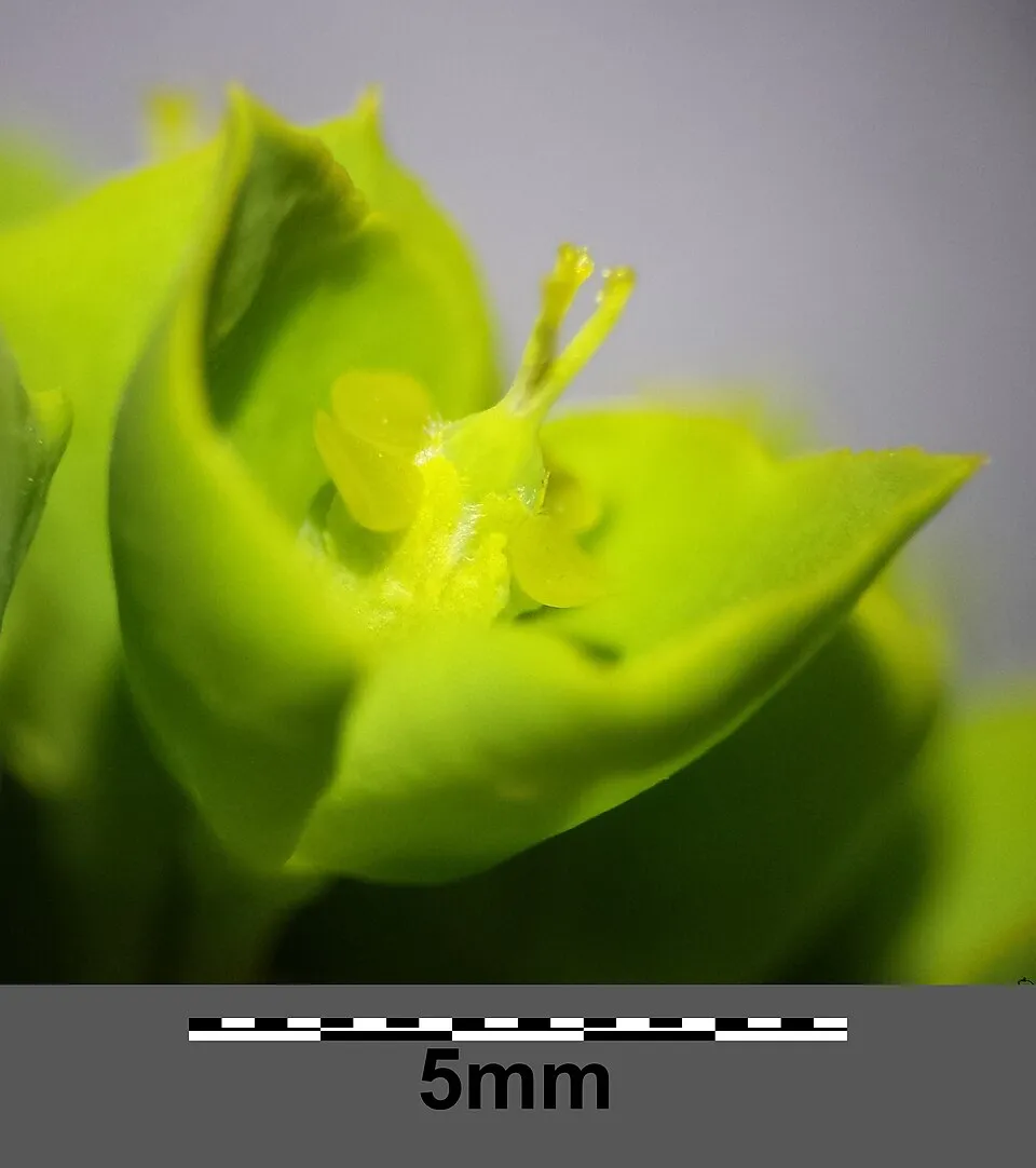 Pusztai kutyatej / Euphorbia seguieriana 'Sternenwolke'