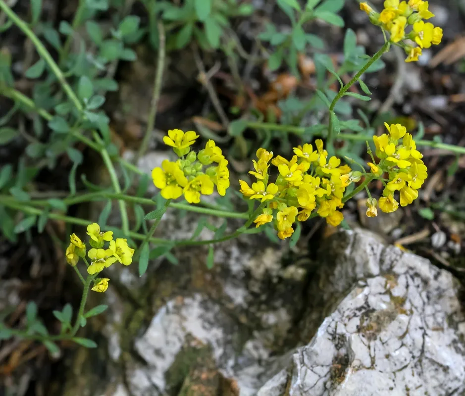 Hegyi ternye / Alyssum montanum 'Luna Yellow' 2.0