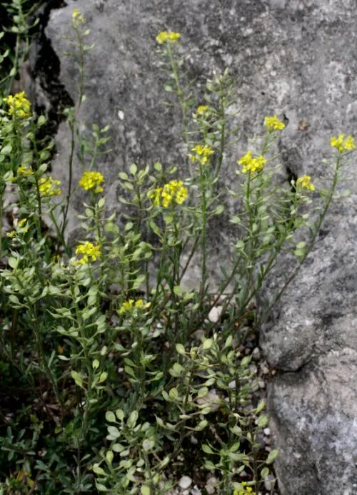 Hegyi ternye / Alyssum montanum 'Luna Yellow' 2.0