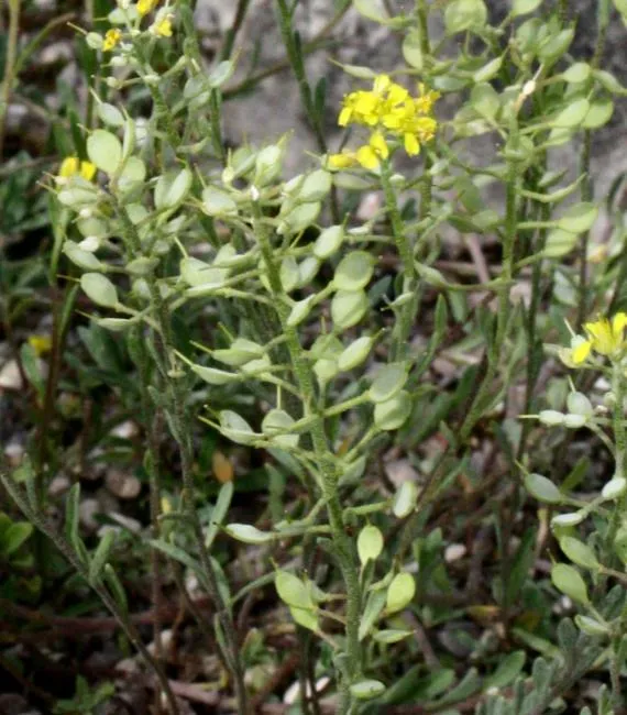 Hegyi ternye / Alyssum montanum 'Luna Yellow' 2.0