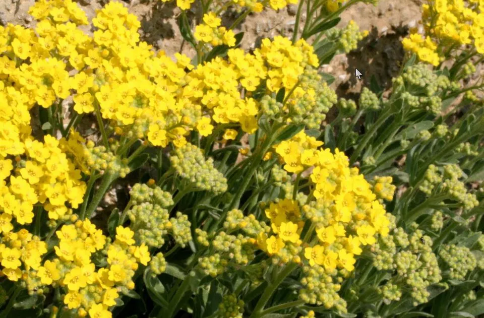 Hegyi ternye / Alyssum montanum 'Luna Yellow' 2.0
