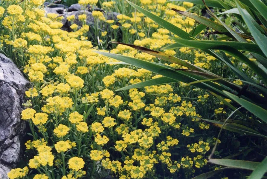 Hegyi ternye / Alyssum montanum 'Luna Yellow' 2.0