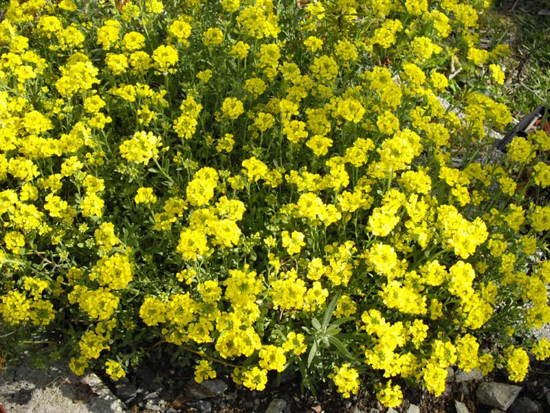 Hegyi ternye / Alyssum montanum 'Luna Yellow' 2.0