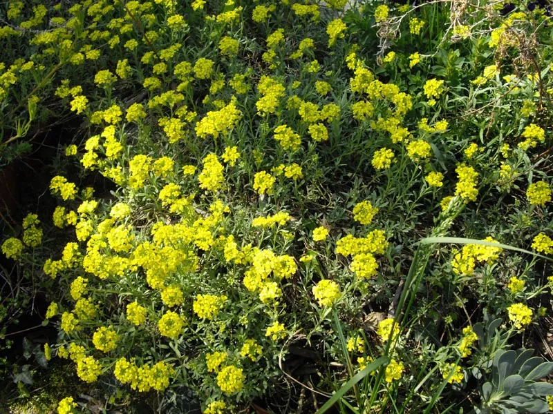 Hegyi ternye / Alyssum montanum 'Luna Yellow' 2.0