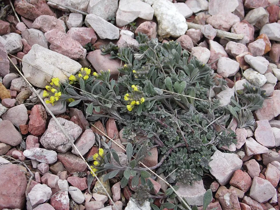 Hegyi ternye / Alyssum montanum 'Luna Yellow' 2.0