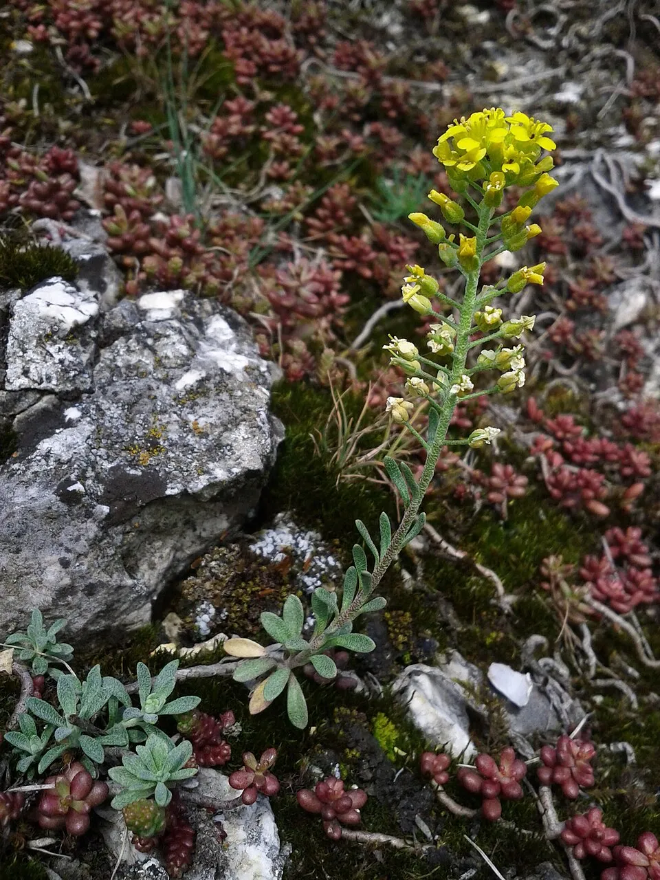 Hegyi ternye / Alyssum montanum 'Luna Yellow' 2.0