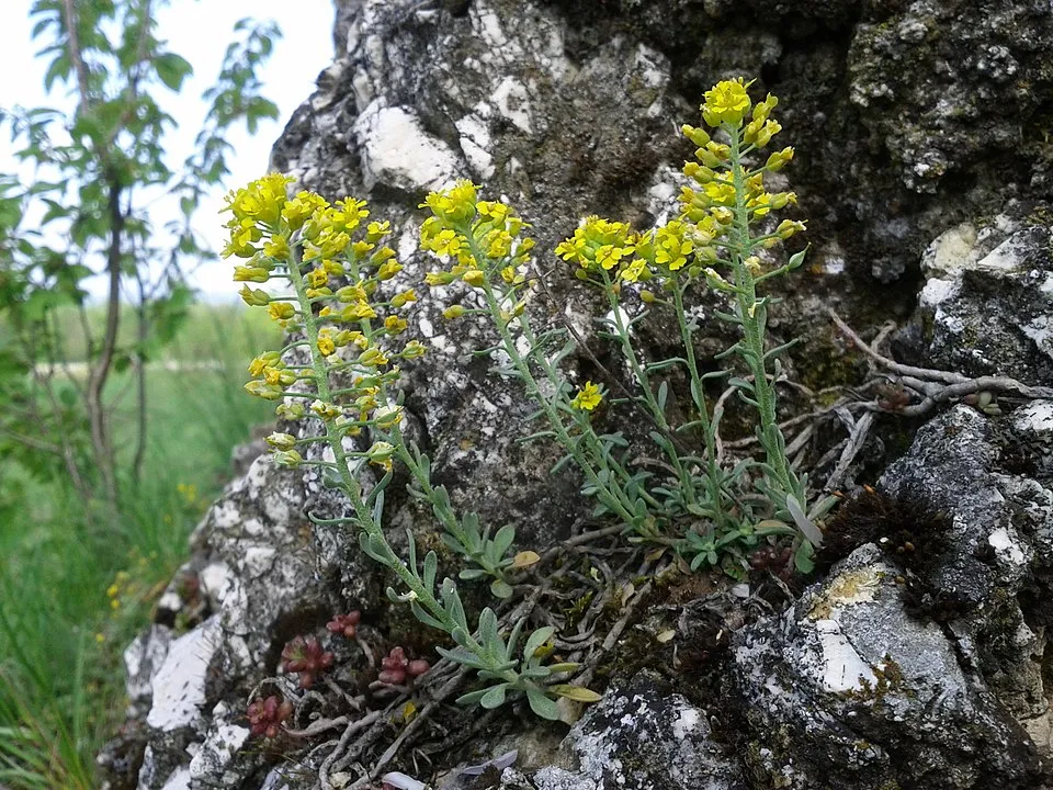 Hegyi ternye / Alyssum montanum 'Luna Yellow' 2.0