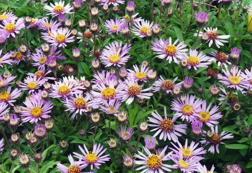 Őszirózsa / Eurybia (syn. Aster) radula 'August Sky'