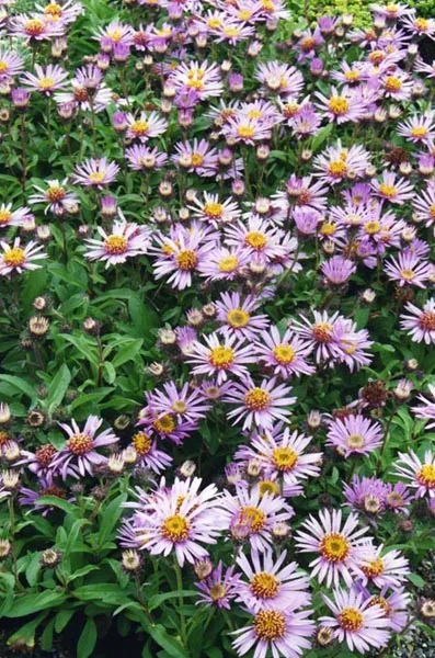 Őszirózsa / Eurybia (syn. Aster) radula 'August Sky'