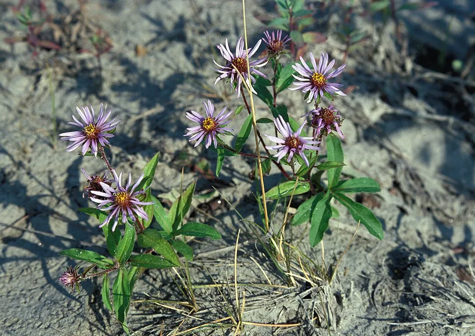 Schreber őszirózsa / Eurybia (syn. Aster) schreberi