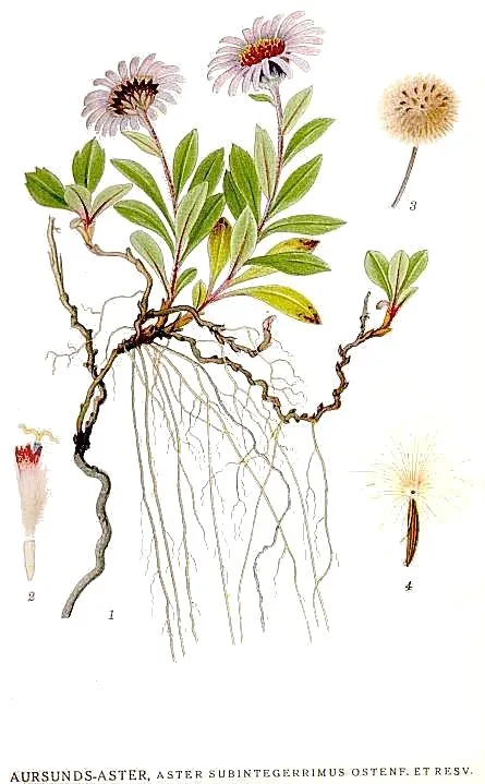 Schreber őszirózsa / Eurybia (syn. Aster) schreberi
