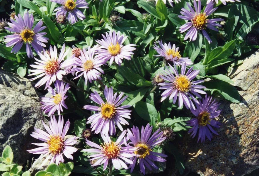 Schreber őszirózsa / Eurybia (syn. Aster) schreberi
