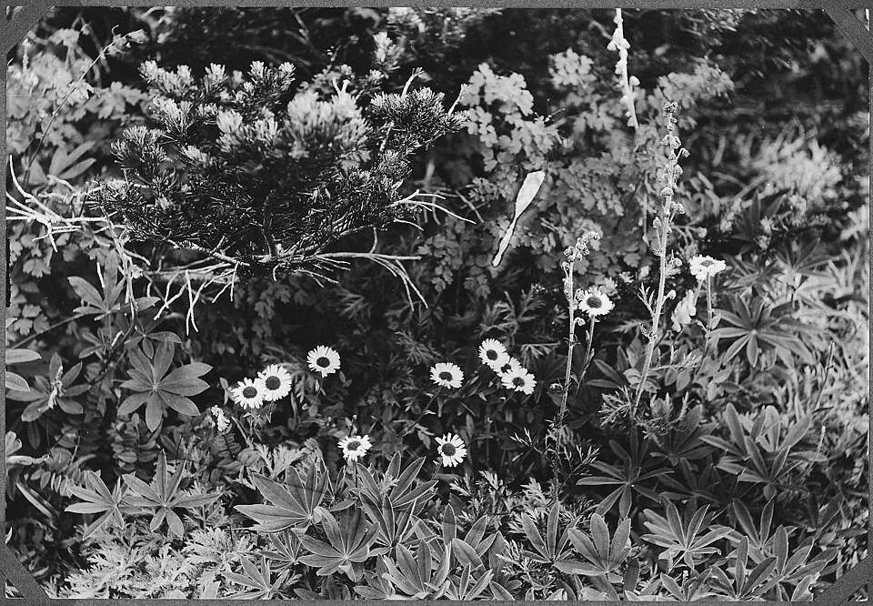 Schreber őszirózsa / Eurybia (syn. Aster) schreberi