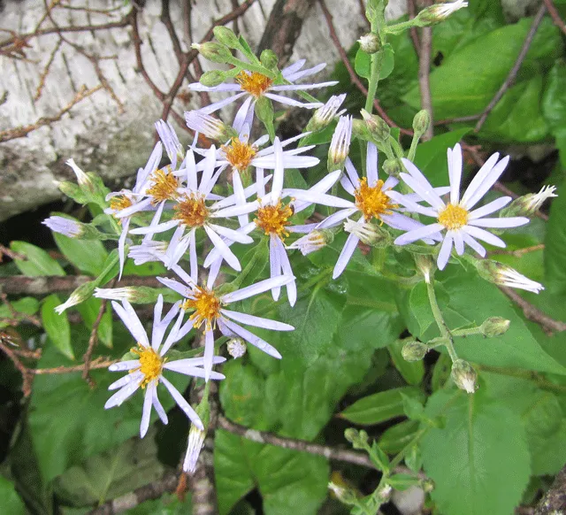 Schreber őszirózsa / Eurybia (syn. Aster) schreberi