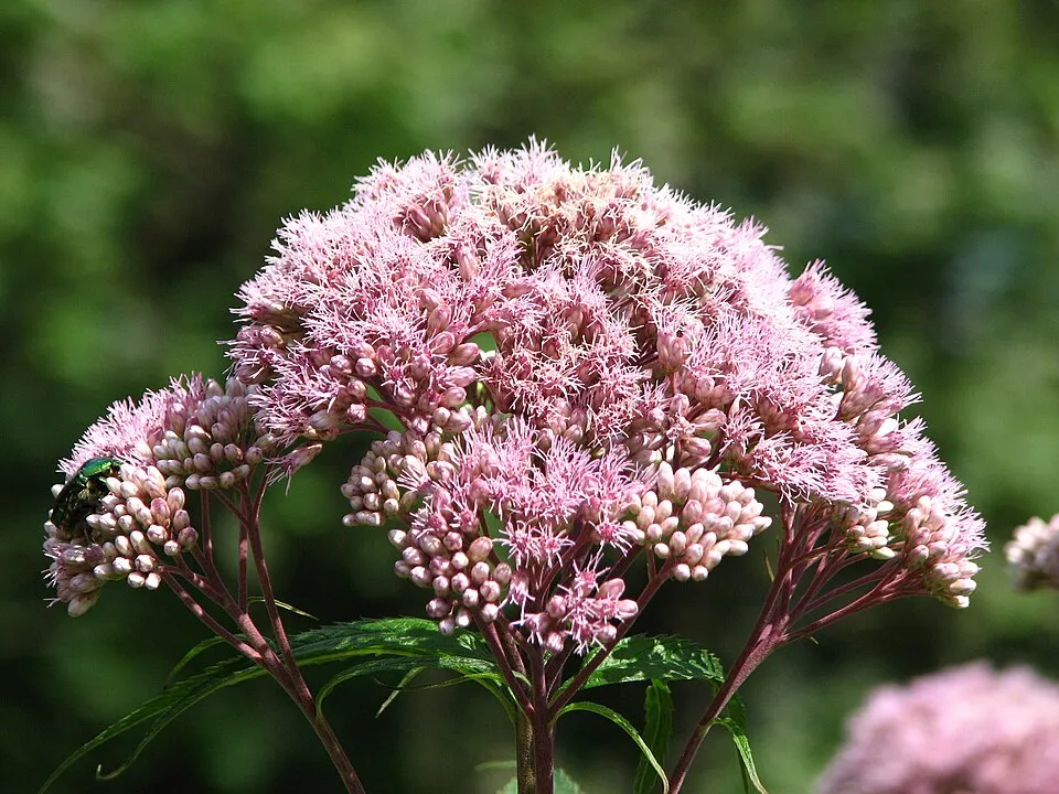 Sédkender / Eutrochium (syn. Eupatorium) maculatum 'Purple Bush'
