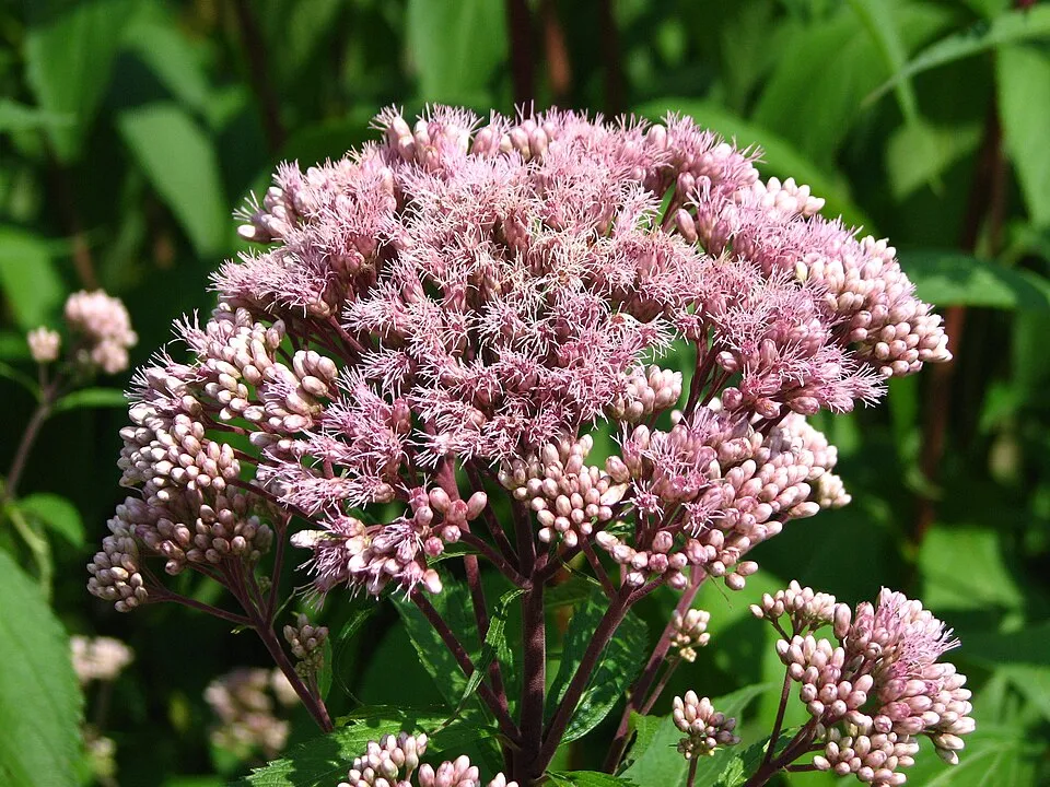 Sédkender / Eutrochium (syn. Eupatorium) maculatum 'Purple Bush'