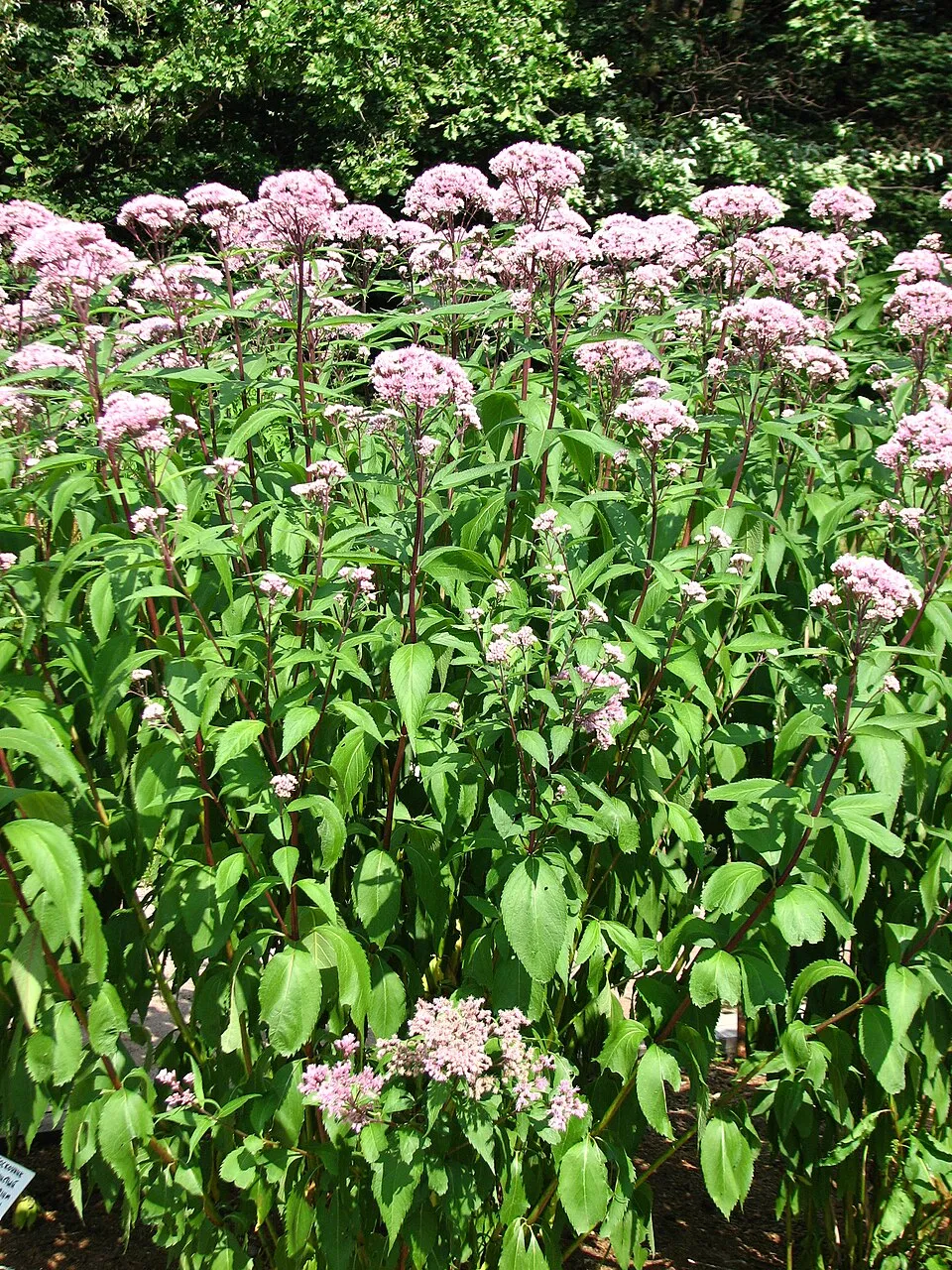 Sédkender / Eutrochium (syn. Eupatorium) maculatum 'Purple Bush'
