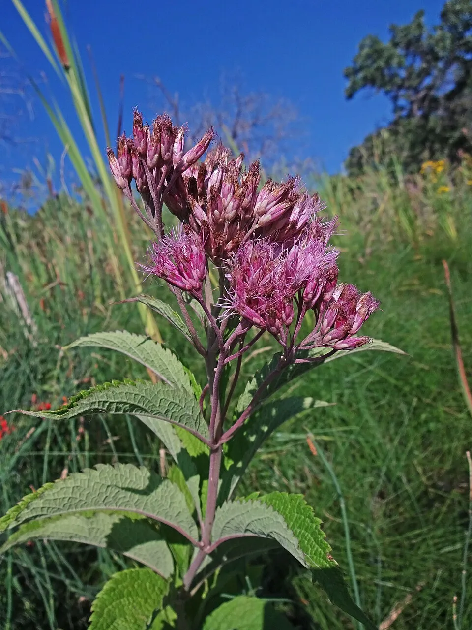 Sédkender / Eutrochium (syn. Eupatorium) maculatum 'Purple Bush'