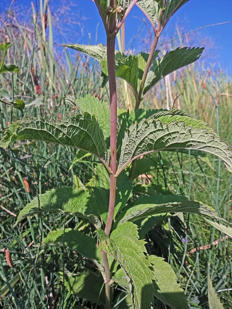 Sédkender / Eutrochium (syn. Eupatorium) maculatum 'Purple Bush'