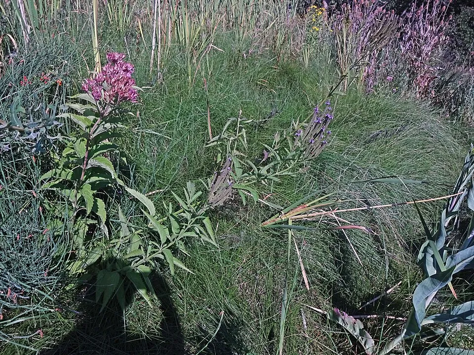 Sédkender / Eutrochium (syn. Eupatorium) maculatum 'Purple Bush'