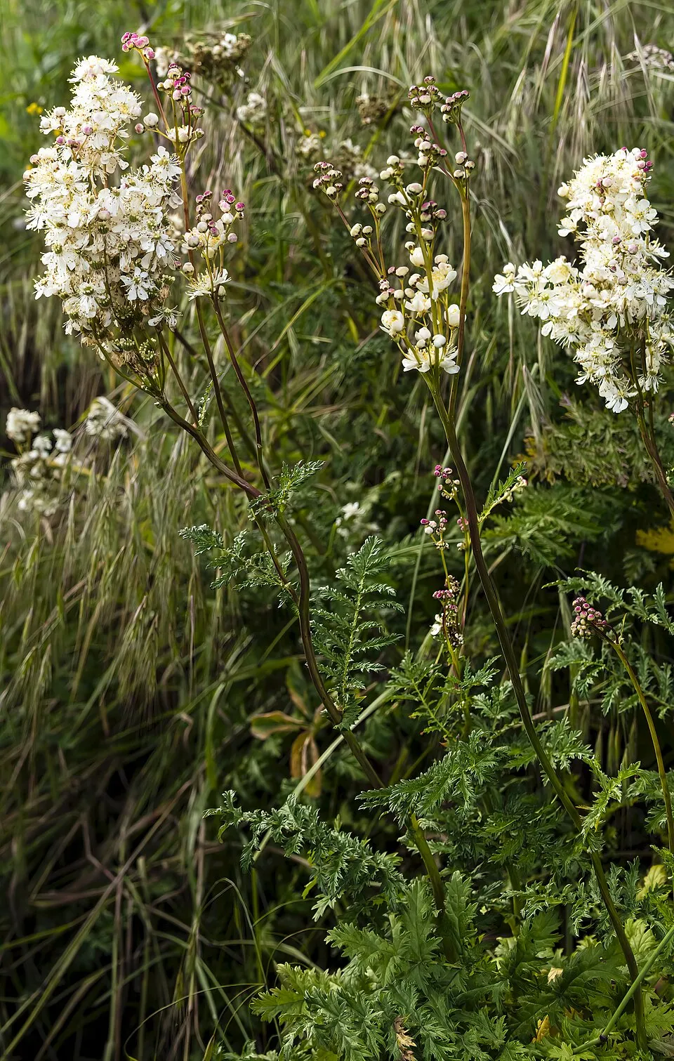 Legyezőfű / Filipendula digitata (syn. palmata) 'Rosa Schleier'