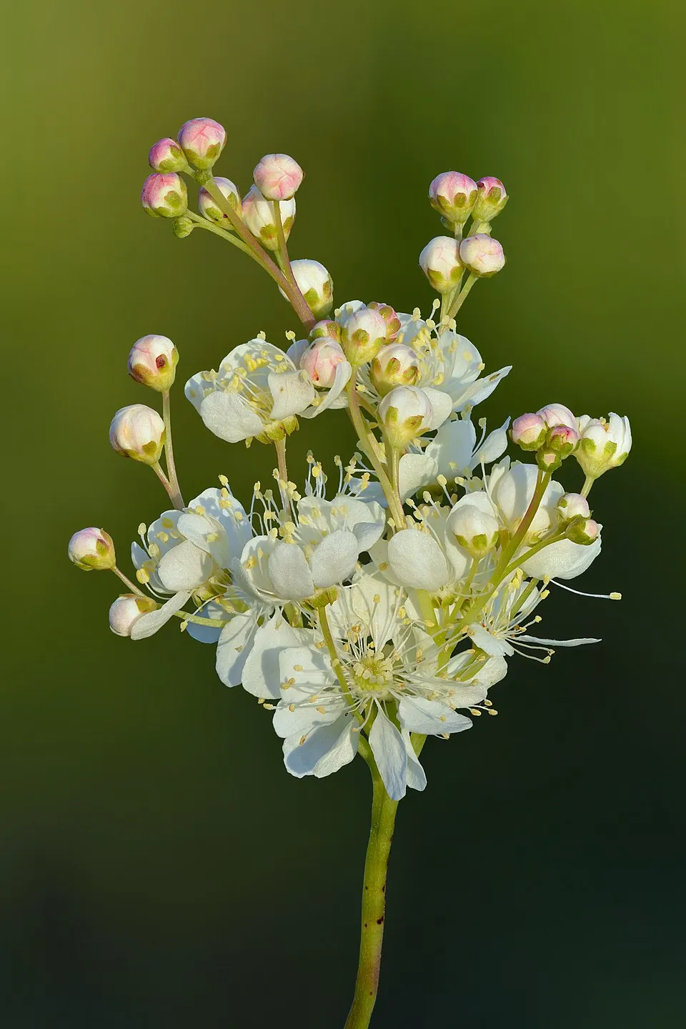 Legyezőfű / Filipendula digitata (syn. palmata) 'Rosa Schleier'