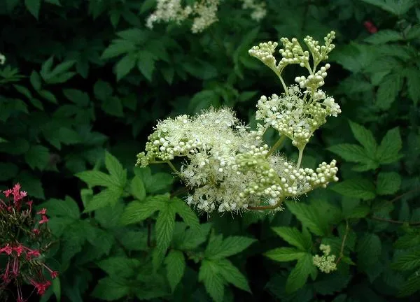 Legyezőfű / Filipendula digitata (syn. palmata) 'Rosa Schleier'
