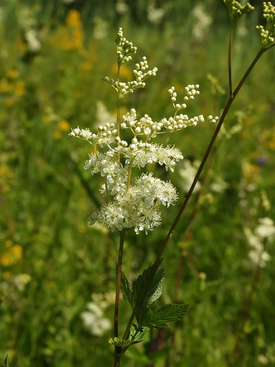 Legyezőfű / Filipendula digitata (syn. palmata) 'Rosa Schleier'