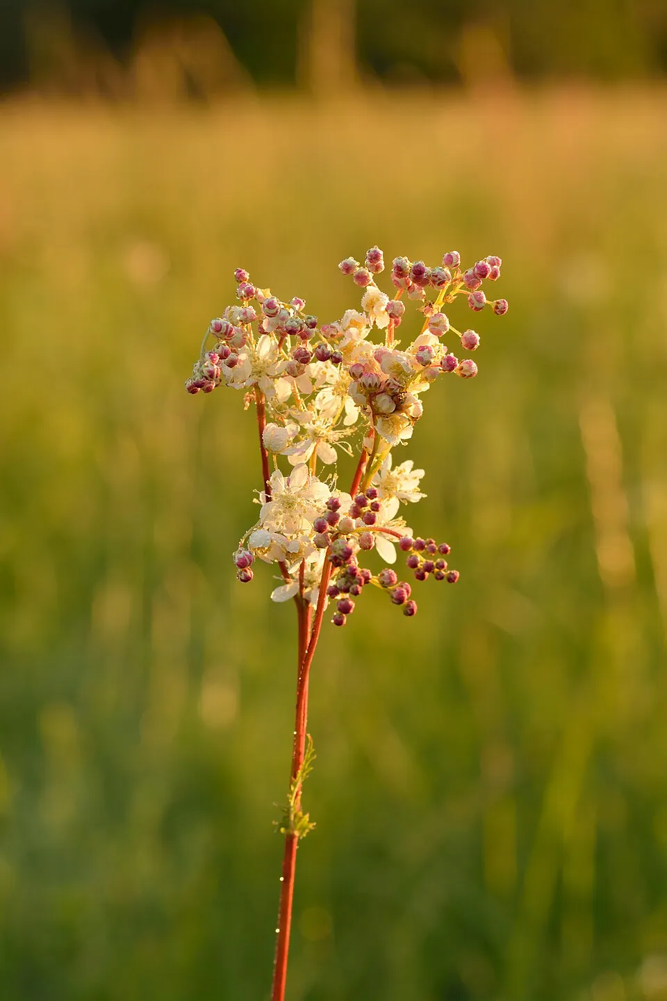 Legyezőfű / Filipendula digitata (syn. palmata) 'Rosa Schleier'