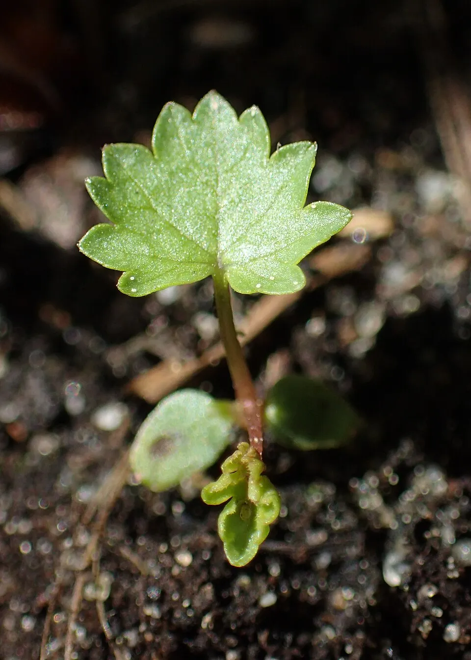 Legyezőfű / Filipendula digitata (syn. palmata) 'Rosa Schleier'