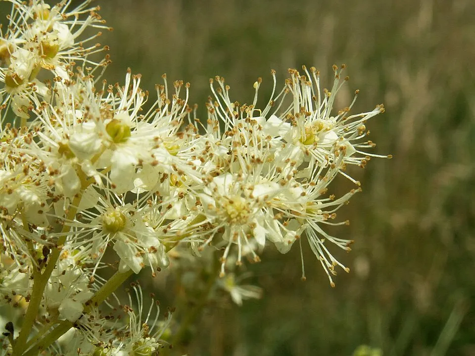 Legyezőfű / Filipendula digitata (syn. palmata) 'Rosa Schleier'