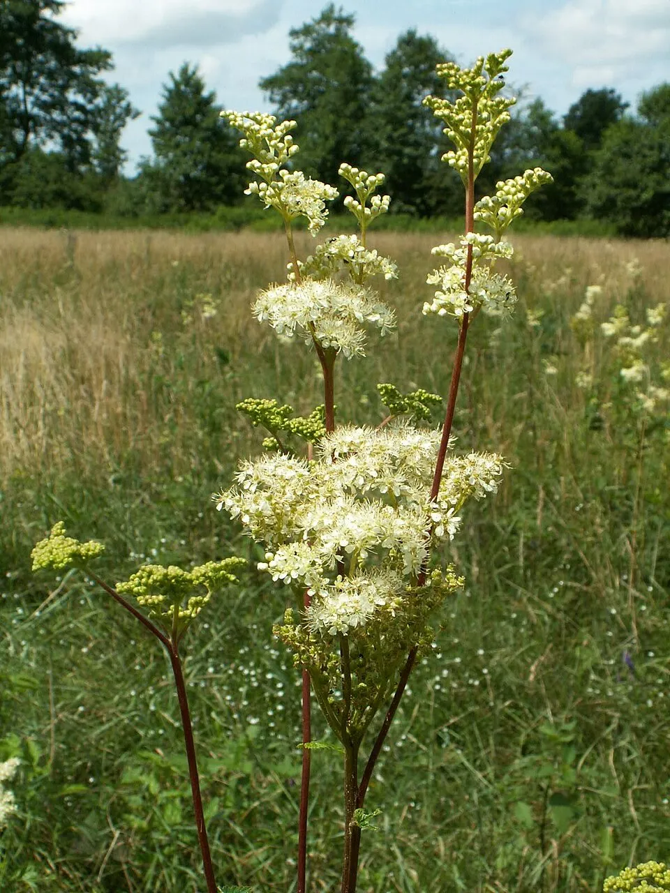 Legyezőfű / Filipendula digitata (syn. palmata) 'Rosa Schleier'