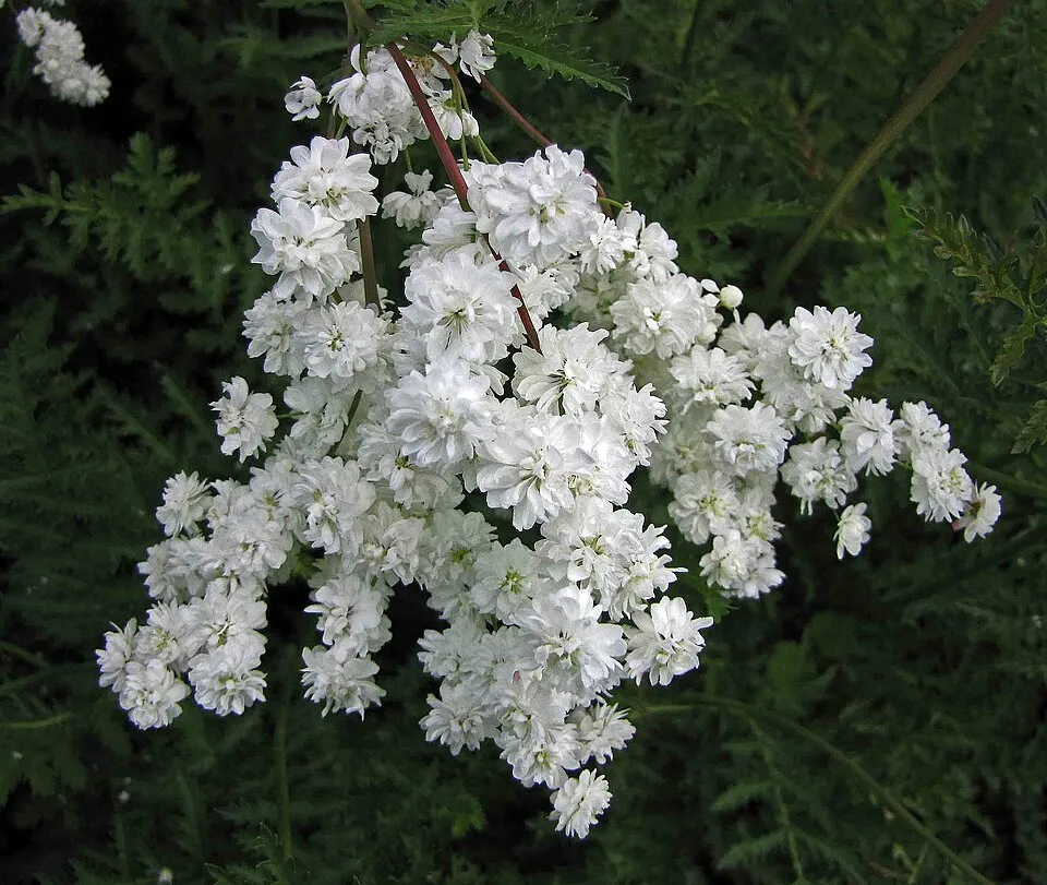 Koloncos legyezőfű / Filipendula vulgaris 'Plena'