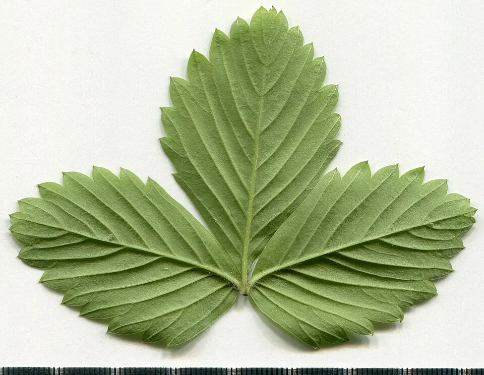 Erdei szamóca / Fragaria vesca