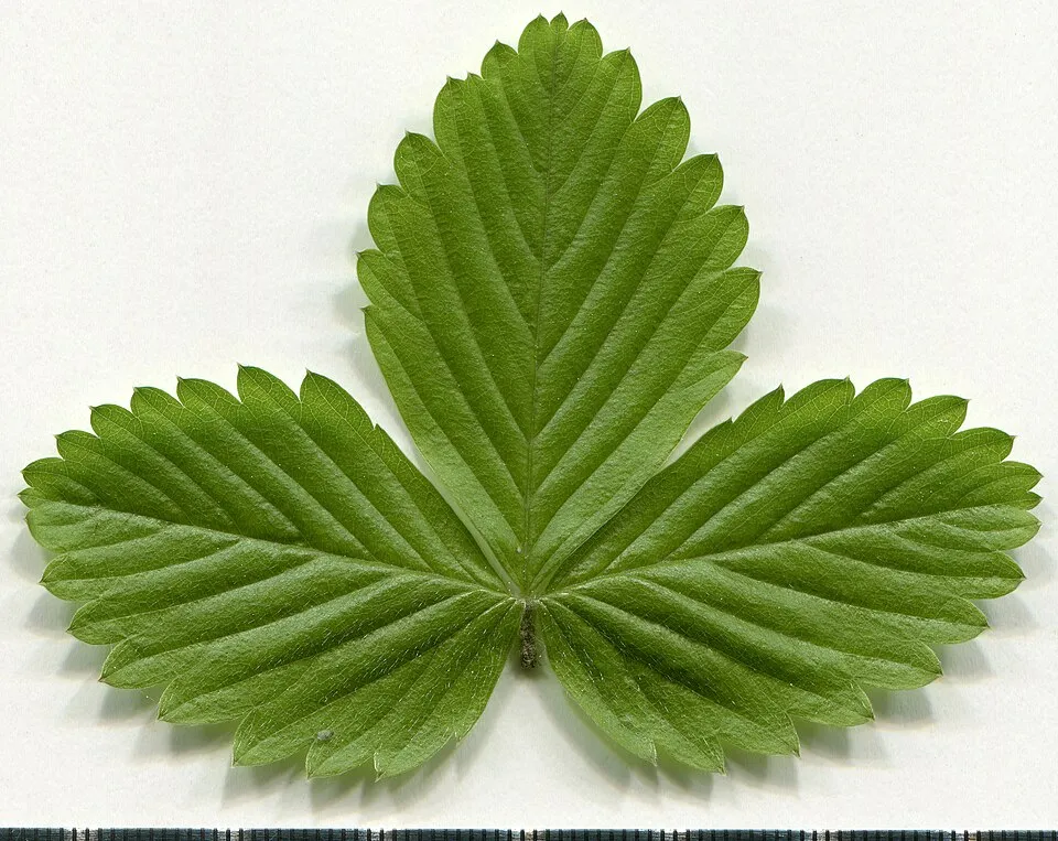 Erdei szamóca / Fragaria vesca