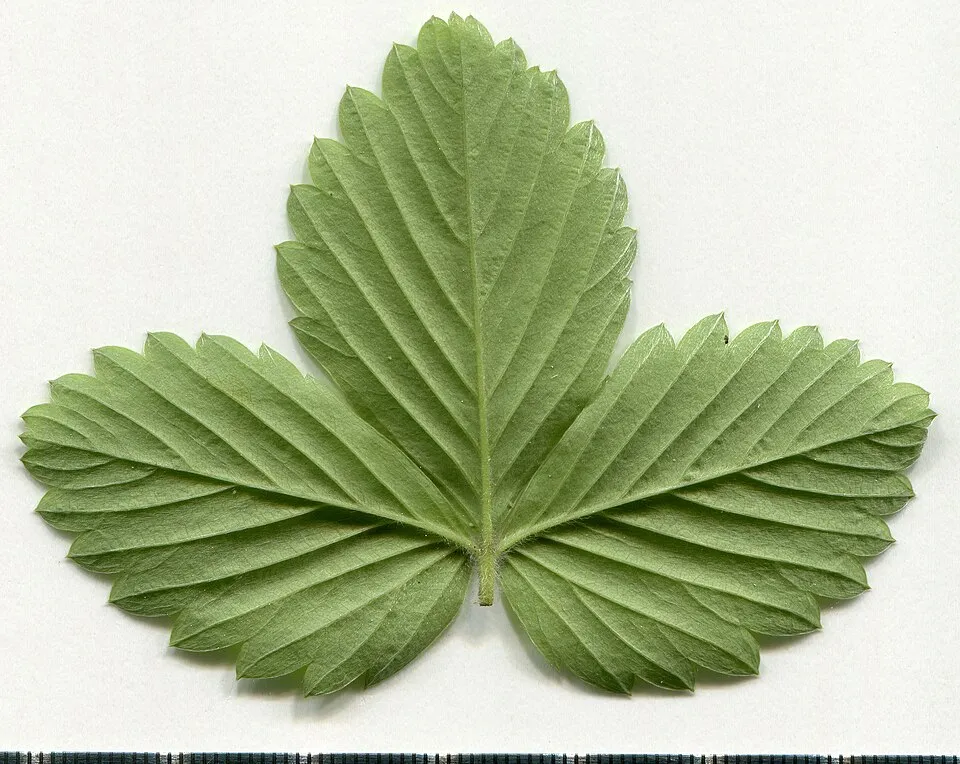 Erdei szamóca / Fragaria vesca