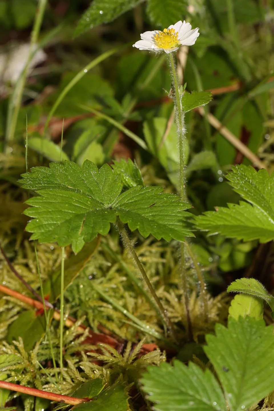 Erdei szamóca / Fragaria vesca