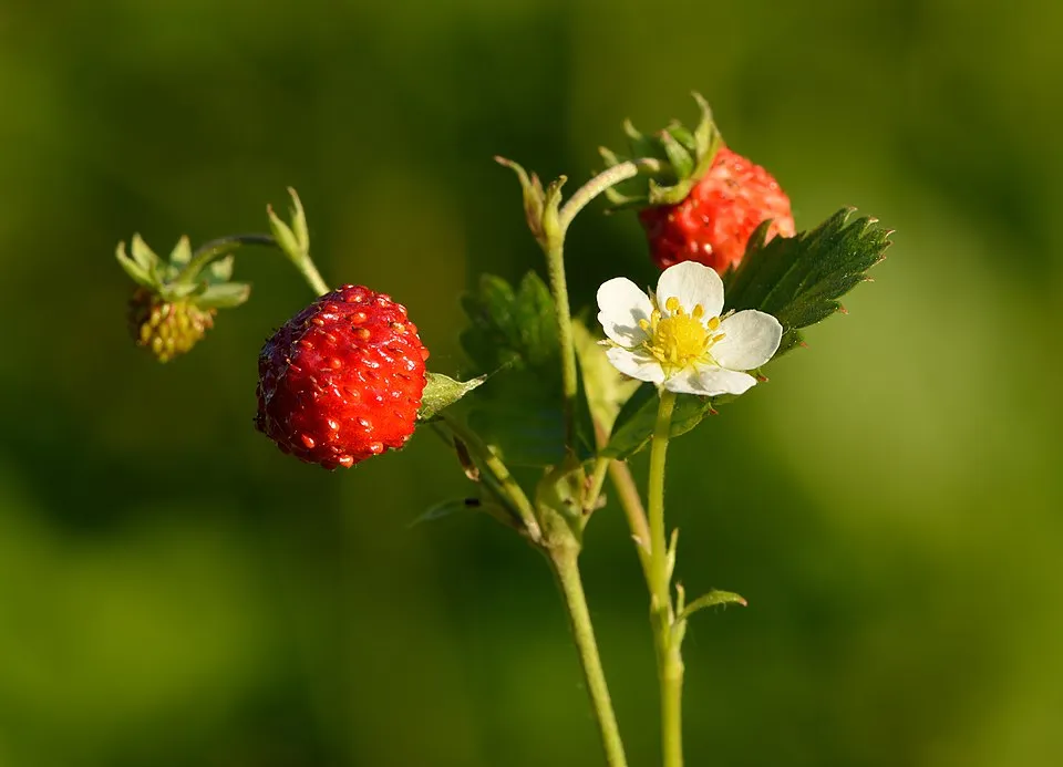 Erdei szamóca / Fragaria vesca