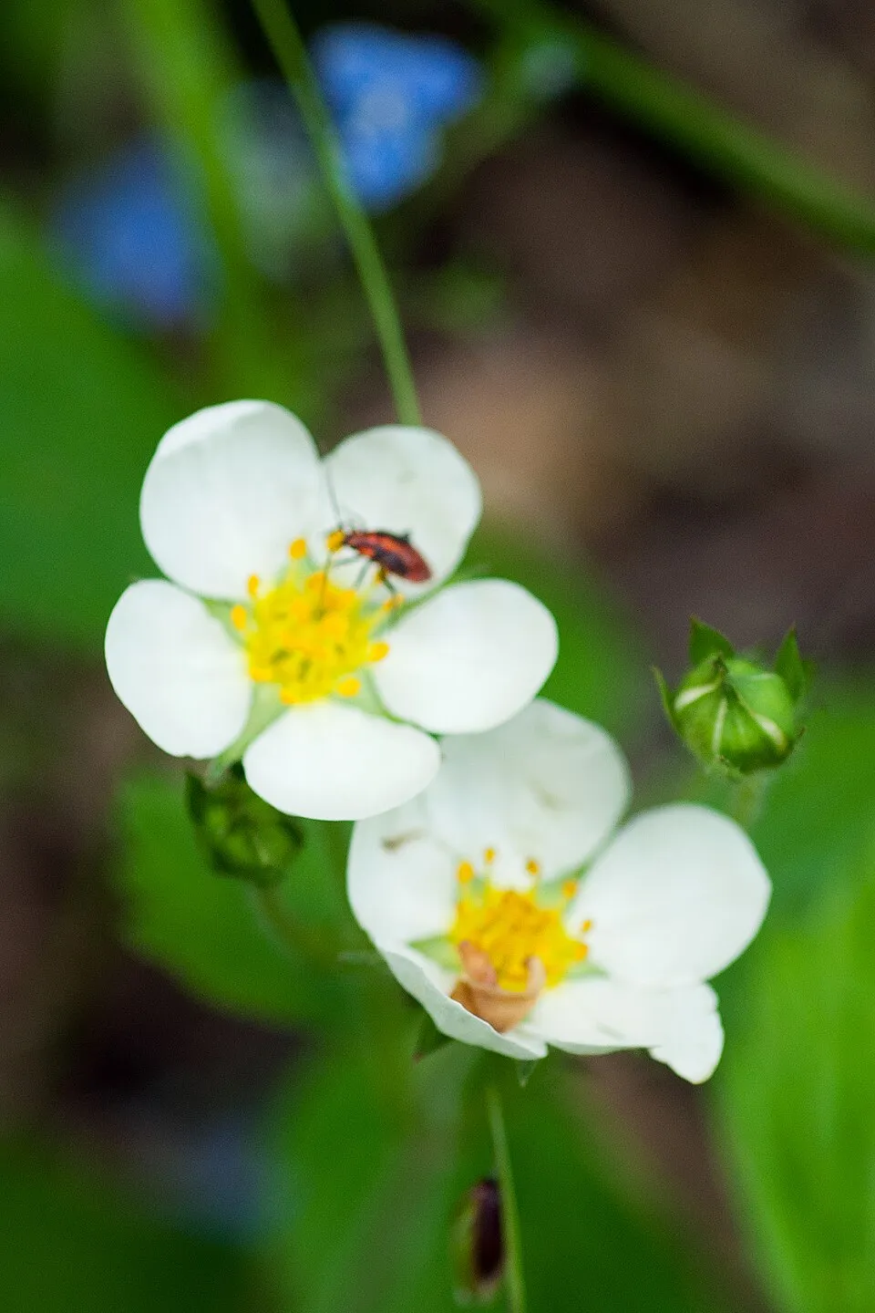 Erdei szamóca / Fragaria vesca