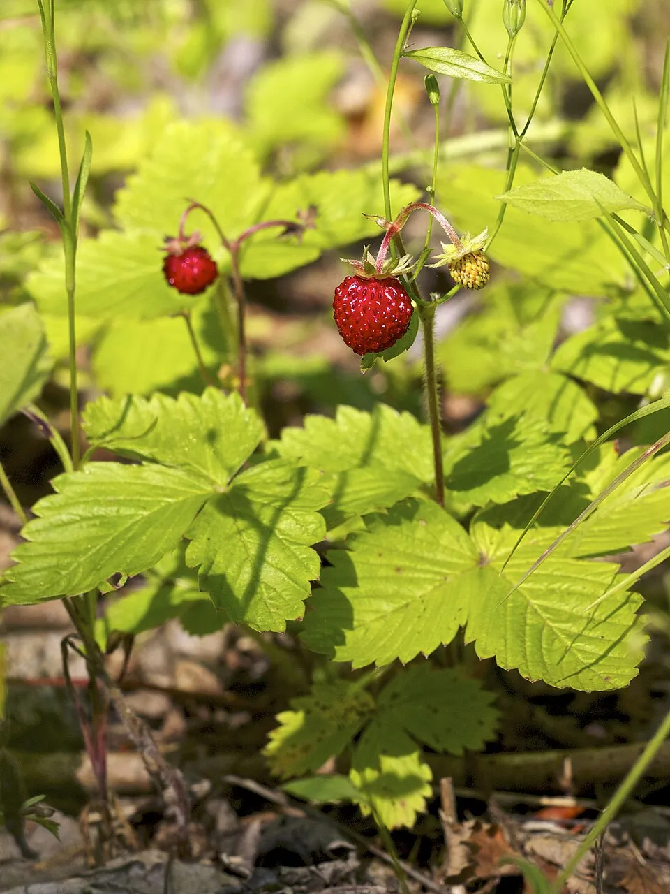 Erdei szamóca / Fragaria vesca