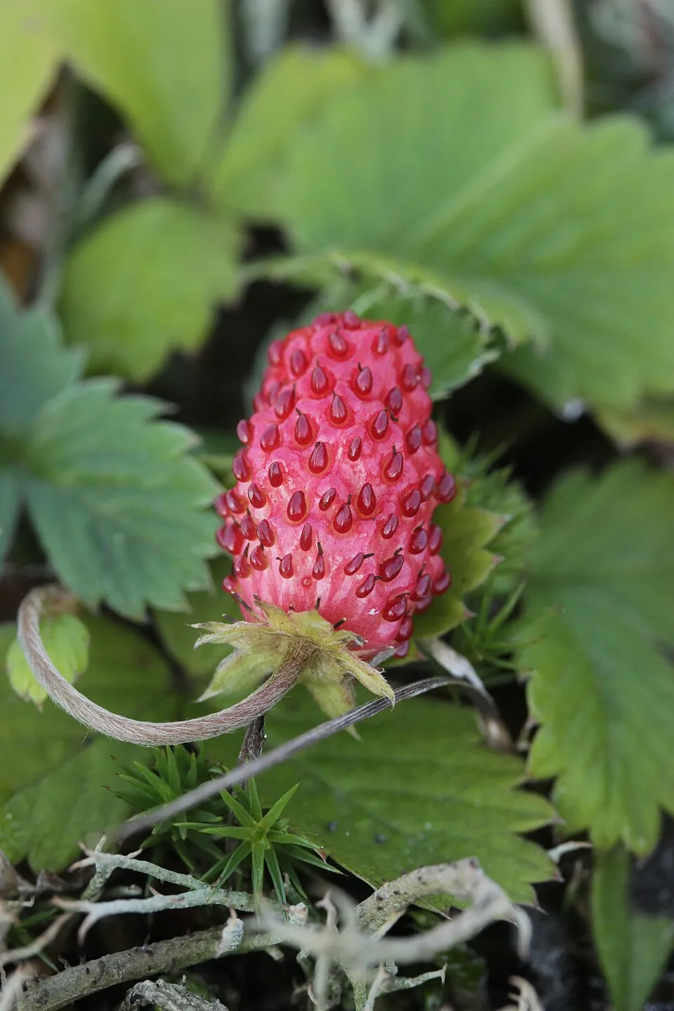 Erdei szamóca / Fragaria vesca