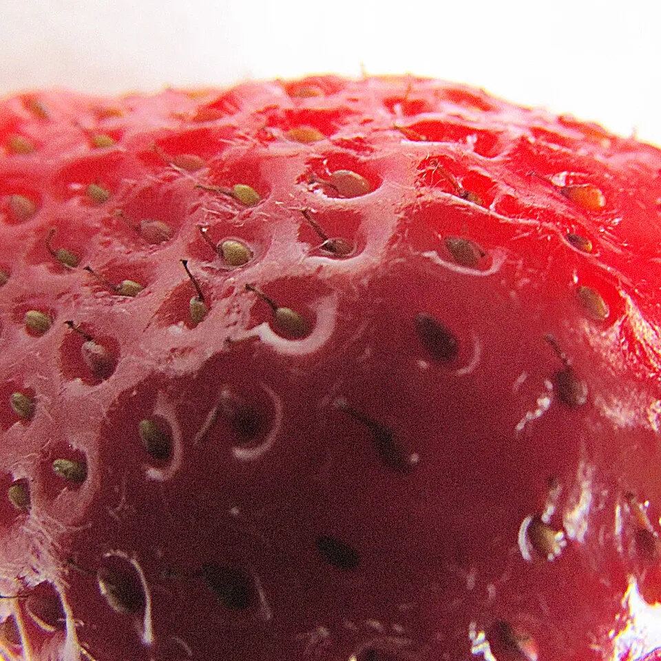 Erdei szamóca / Fragaria vesca