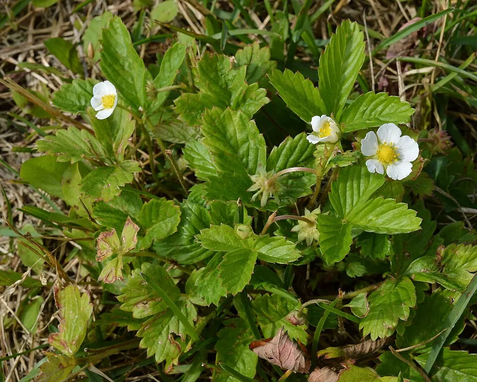 Erdei szamóca / Fragaria vesca