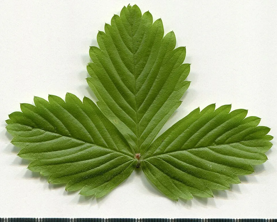 Erdei szamóca / Fragaria vesca