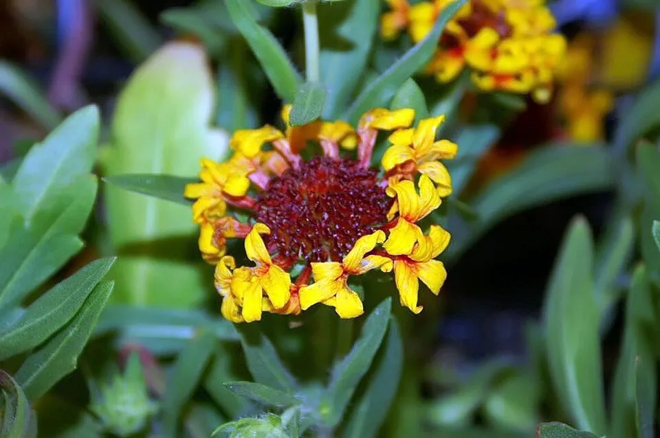 Évelő kokárdavirág / Gaillardia aristata REALFLOR® COMPACT 'Sunset Celebration'