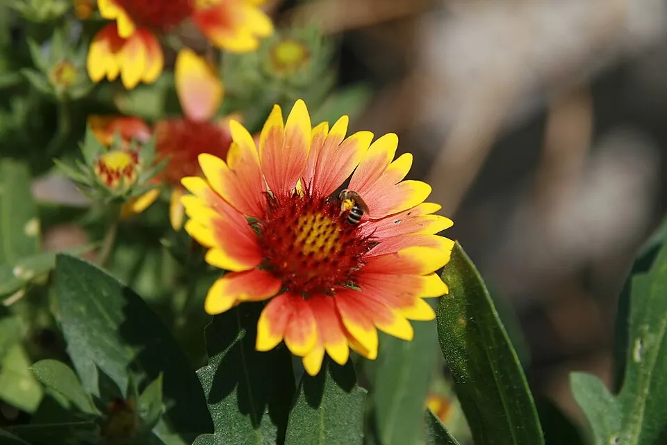 Évelő kokárdavirág / Gaillardia aristata REALFLOR® COMPACT 'Sunset Celebration'